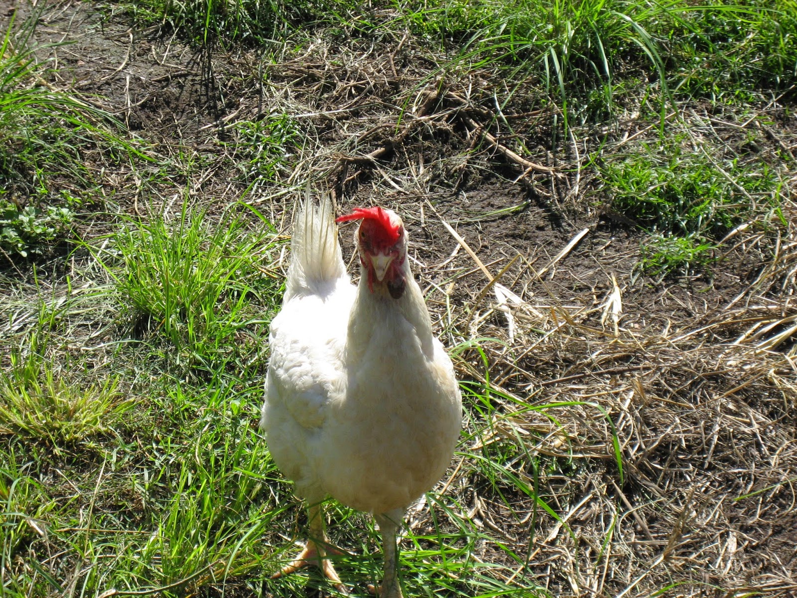 Life at Arbordale Farm My Chicken Has A Swollen Wattle